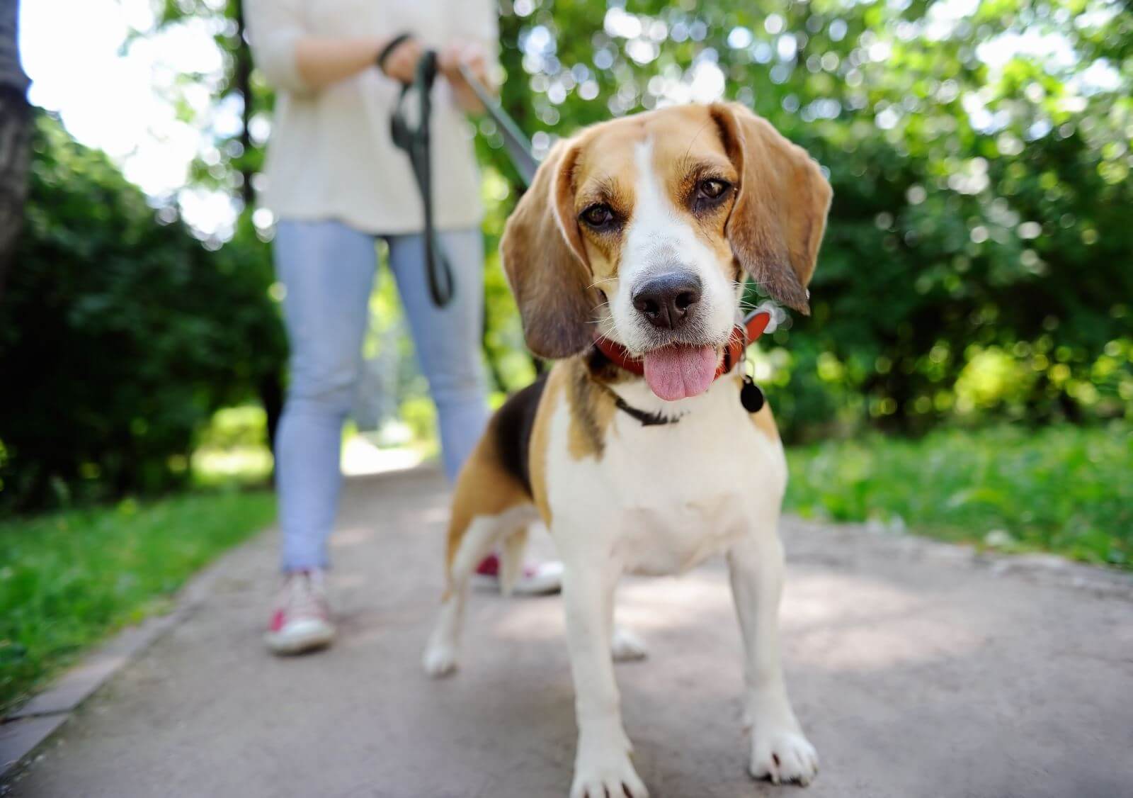 Beagle being walked by female owner