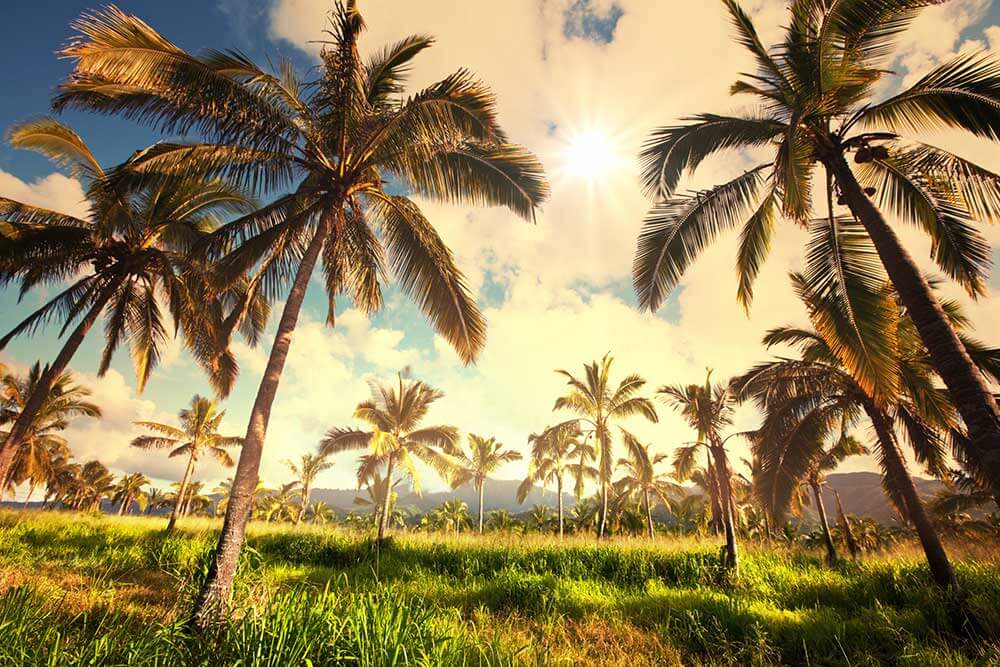 Field of palm trees