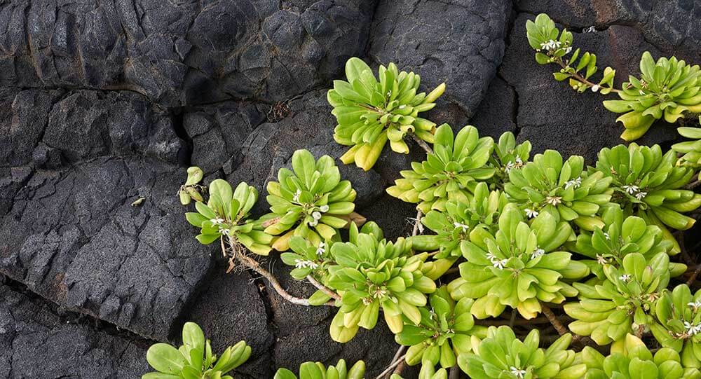 Succulent plant on lava rock