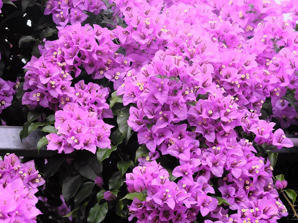 Purple bougainvillea in full bloom
