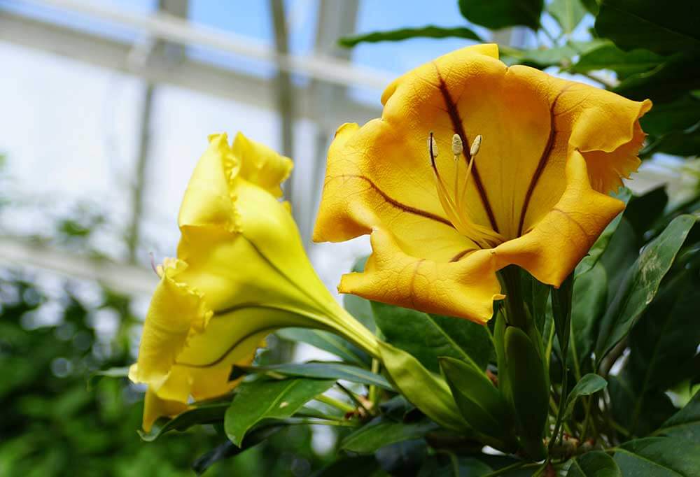 Close up of yellow Hawaiian lilies.