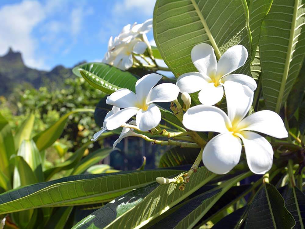 Close up of white plumeria.
