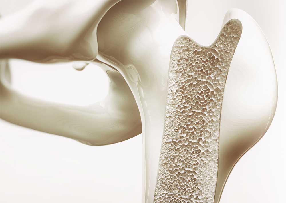 Illustration of bone and bone marrow in a shoulder