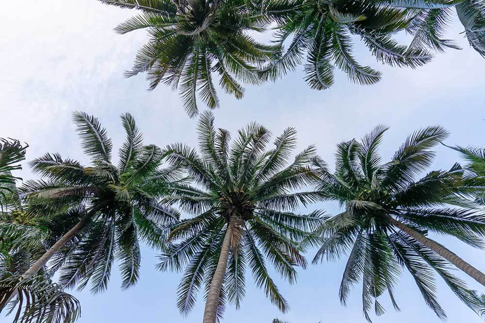 Canopy of palm trees during the day.