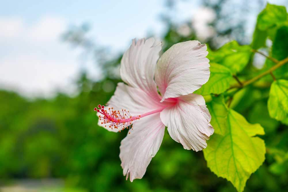 Closeup of blush pink hibiscus.