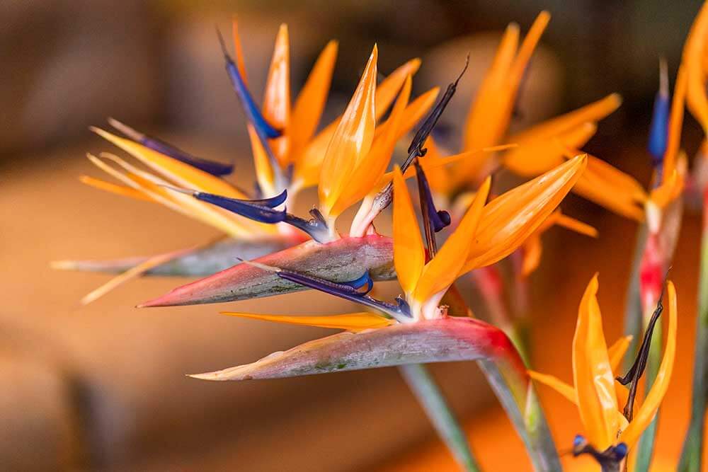 Orange flowers of paradise