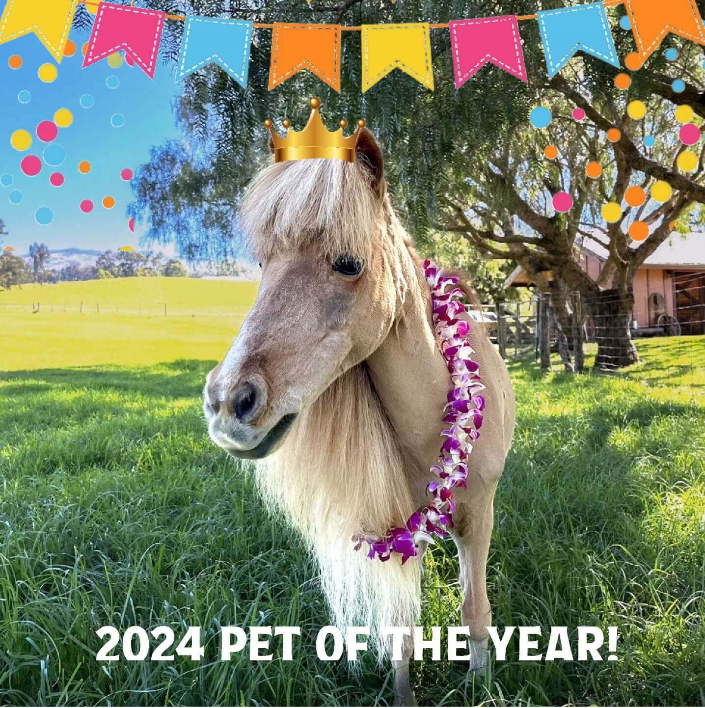 Mini horse