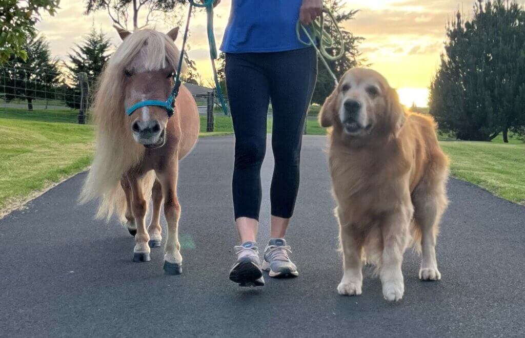 Walking with pets